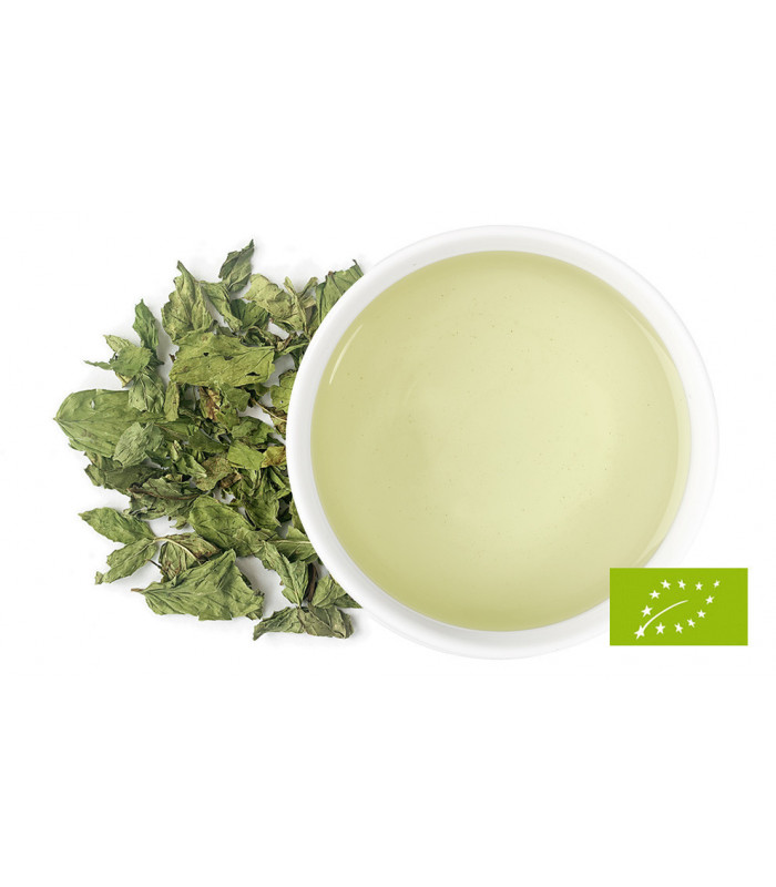 MATÉ VERT - GREEN MATE - Máta zelená herbální čaj